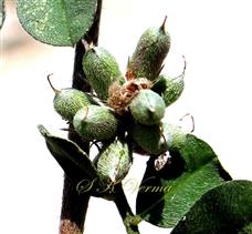   Fascicle of Legumes